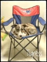Tigress' seat