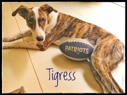 Tigress